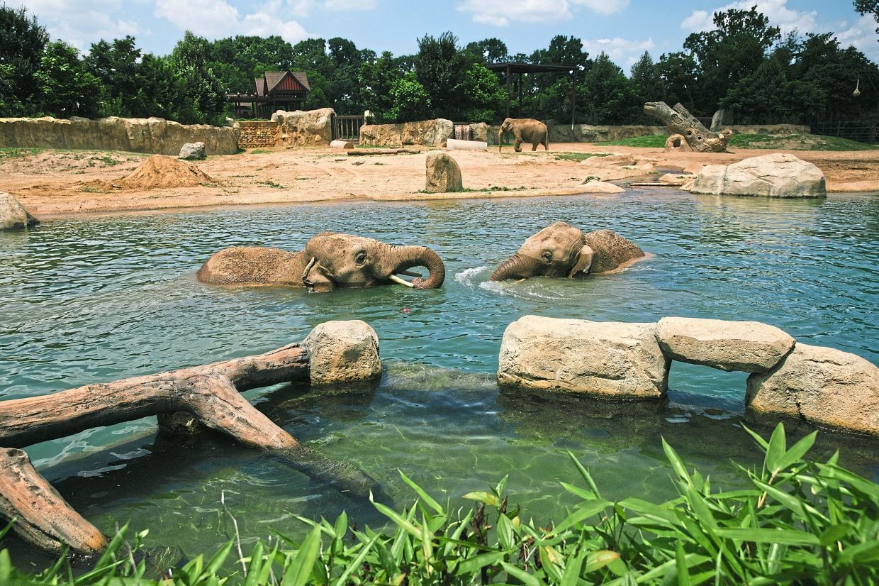 Splooting Squirrels and Brave Zambians: How Animals Beat the Heat