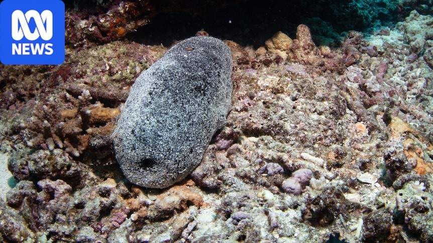 Sea Cucumber Collapse: The Reef Gold Rush Zambia Should Watch
