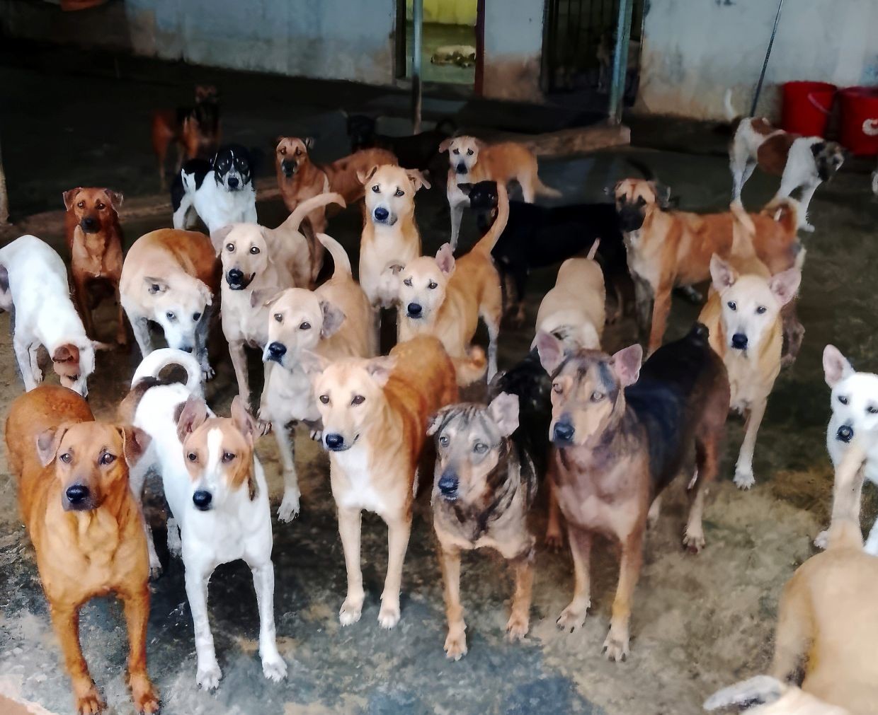 400 Dogs Face Homelessness as Malaysian Rescue Group Runs Dry